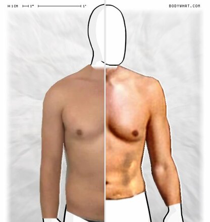 Torso Comparison