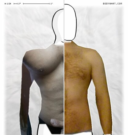 Torso Comparison