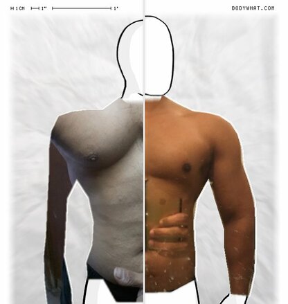 Torso Comparison