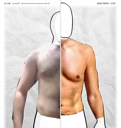 Torso Comparison