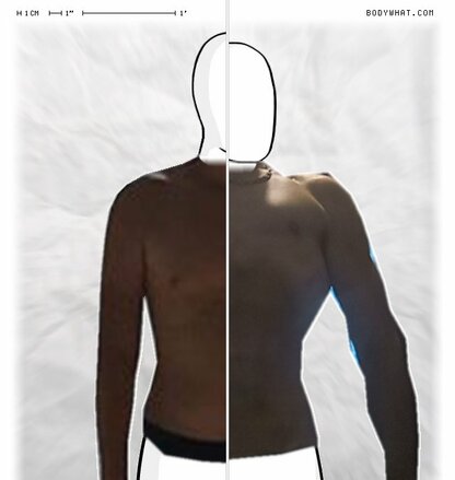 Torso Comparison