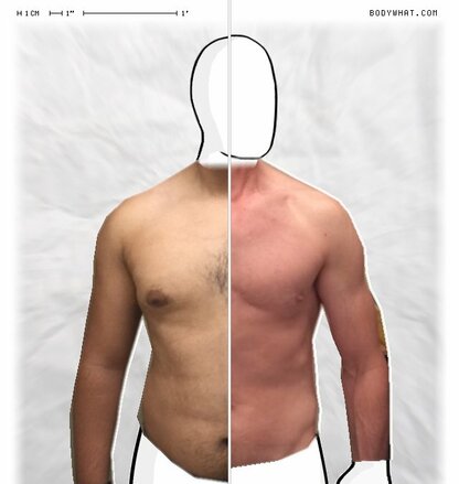 Torso Comparison