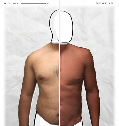 Torso Comparison