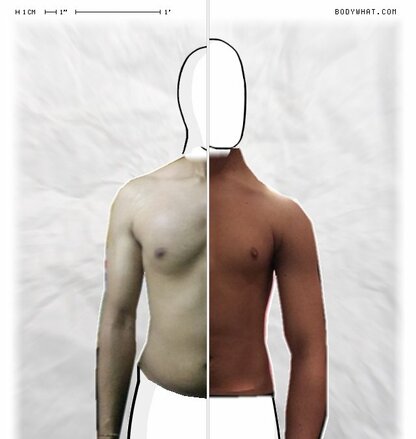 Torso Comparison