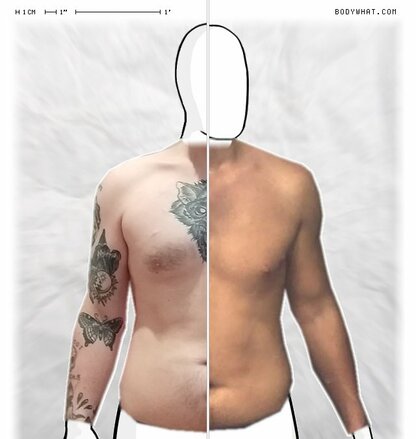 Torso Comparison