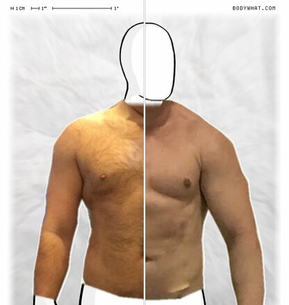 Torso Comparison