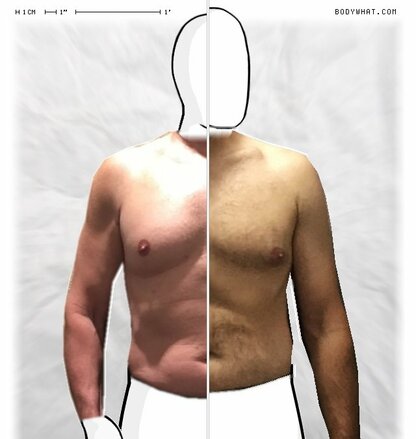 Torso Comparison