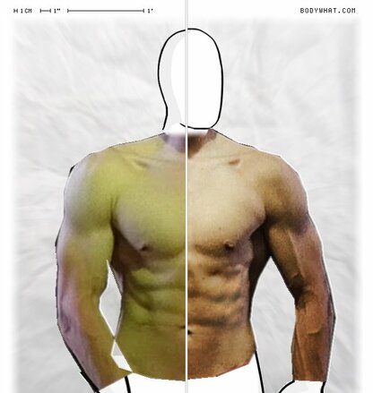 Torso Comparison