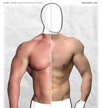 Torso Comparison