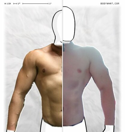 Torso Comparison