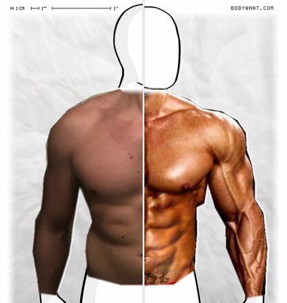 Torso Comparison