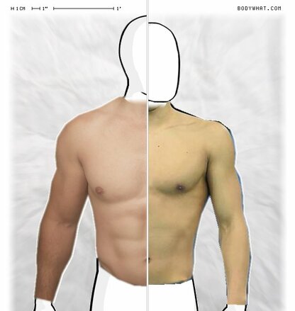 Torso Comparison