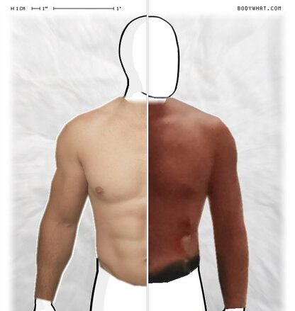 Torso Comparison