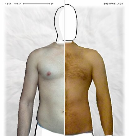 Torso Comparison