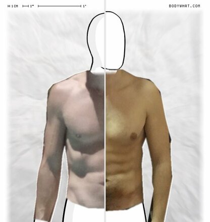 Torso Comparison