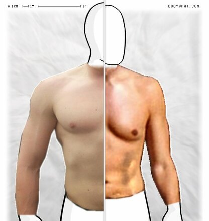 Torso Comparison