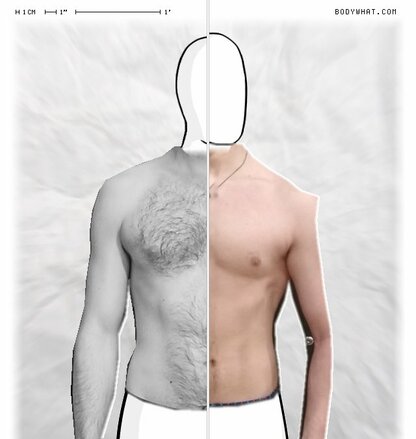 Torso Comparison