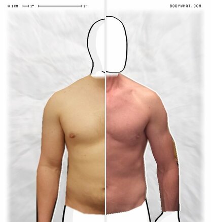 Torso Comparison