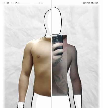 Torso Comparison