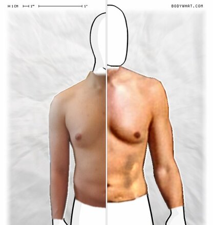 Torso Comparison