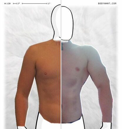 Torso Comparison