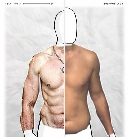 Torso Comparison