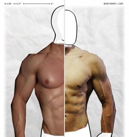 Torso Comparison