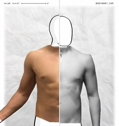 Torso Comparison