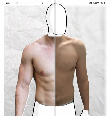 Torso Comparison