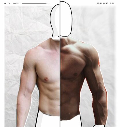 Torso Comparison