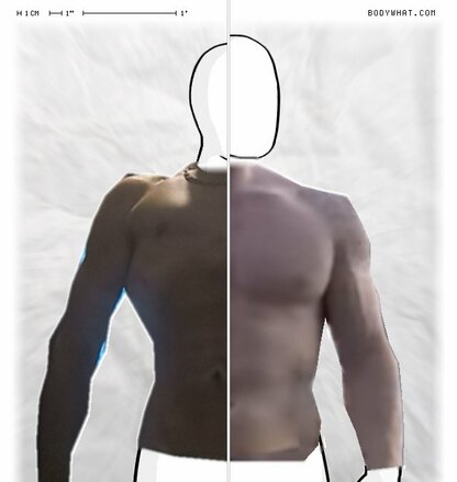 Torso Comparison