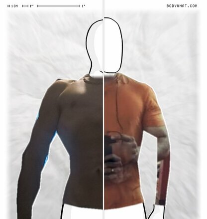 Torso Comparison