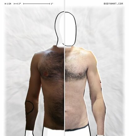 Torso Comparison