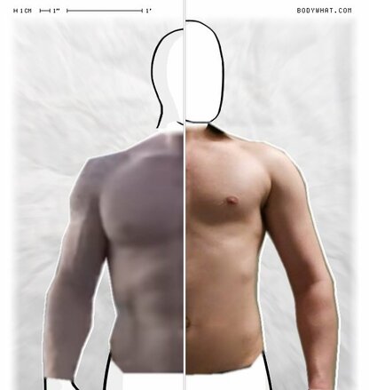 Torso Comparison