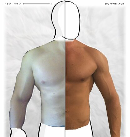 Torso Comparison