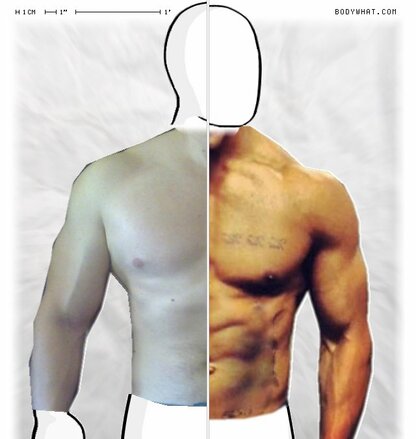 Torso Comparison