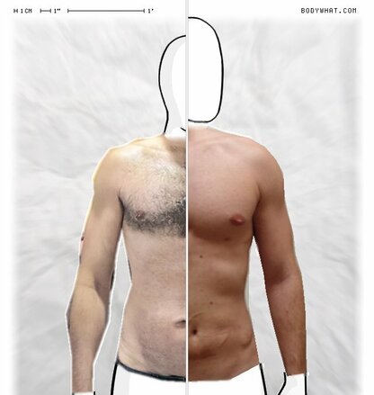 Torso Comparison