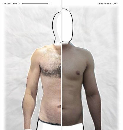 Torso Comparison