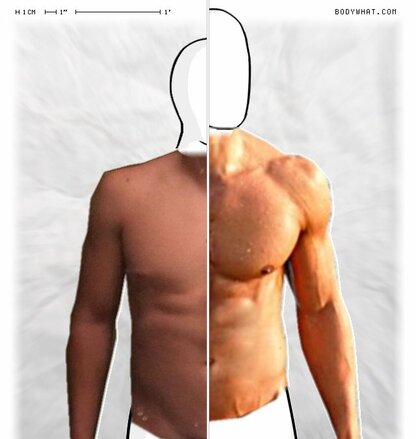 Torso Comparison