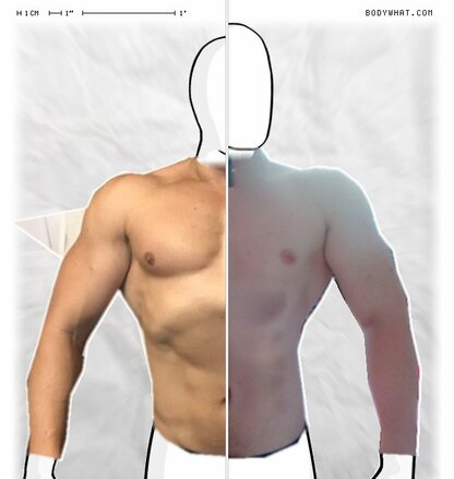 Torso Comparison