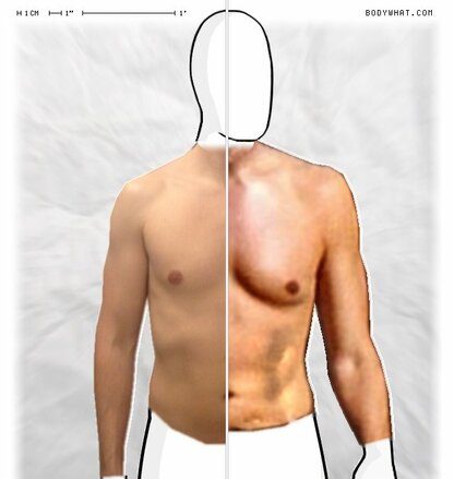 Torso Comparison