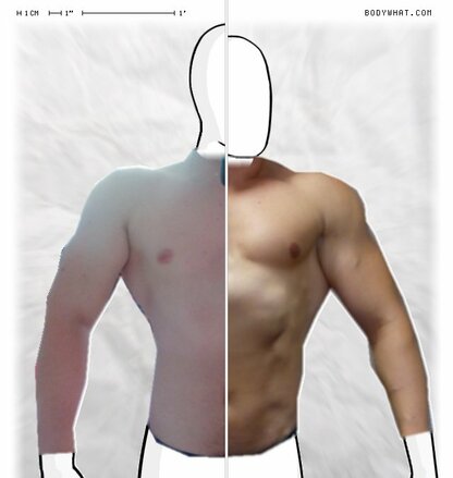 Torso Comparison