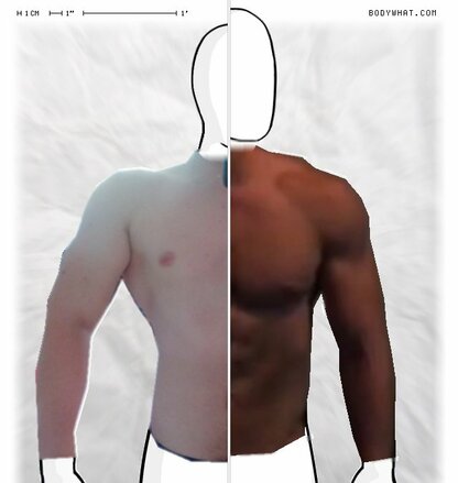 Torso Comparison