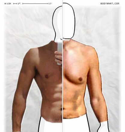 Torso Comparison