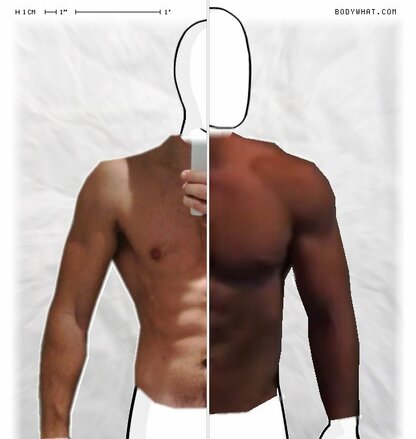 Torso Comparison