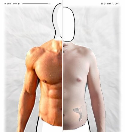 Torso Comparison