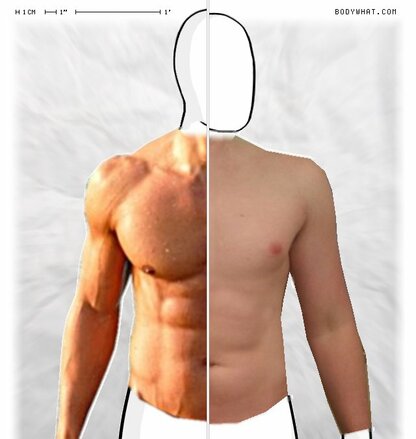 Torso Comparison