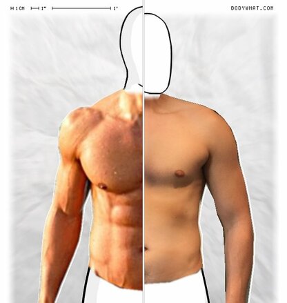 Torso Comparison