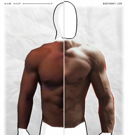 Torso Comparison