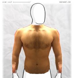 Torso